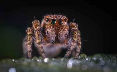 棕蜘蛛微距摄影